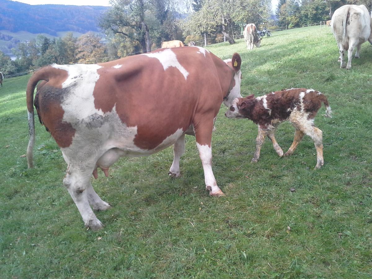 Bauernhof Kasleitner Βίλα Zell am Moos Εξωτερικό φωτογραφία