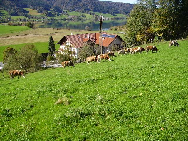 Bauernhof Kasleitner Βίλα Zell am Moos Εξωτερικό φωτογραφία