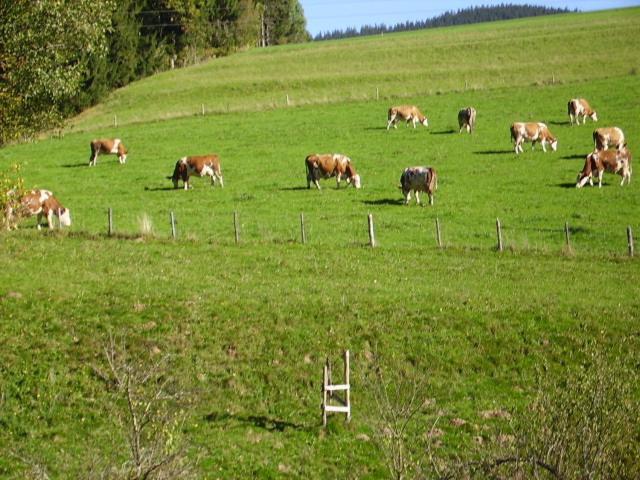 Bauernhof Kasleitner Βίλα Zell am Moos Εξωτερικό φωτογραφία