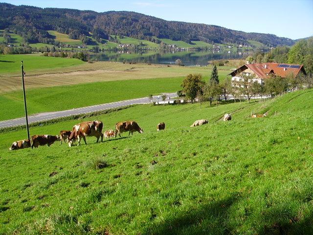 Bauernhof Kasleitner Βίλα Zell am Moos Εξωτερικό φωτογραφία